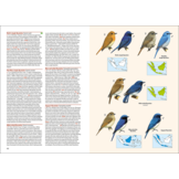 Birds of the Indonesian Archipelago  - Greater Sundas and Wallacea