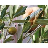 Pesola Spring Scale MedioLine 1000 grams, with clamp or hook