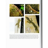 Lizards of the World - Natural History and Taxon Accounts