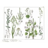 Zakgids Stoepplanten