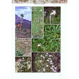 Plants of the Simen - A Flora of the Simen Mountains and Surroundings, Northern Ethiopia