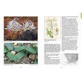 Field Guide to the Amaryllis Family of Southern Africa & Surrounding Territories