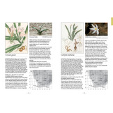 Field Guide to the Amaryllis Family of Southern Africa & Surrounding Territories