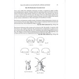 Keys to the Adults of Seed and Leaf Beetles of Britain and Ireland