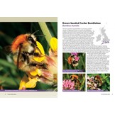 The Bumblebee Book - A Guide to Britain & Ireland's Bumblebees