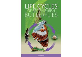 Life Cycles of British & Irish Butterflies