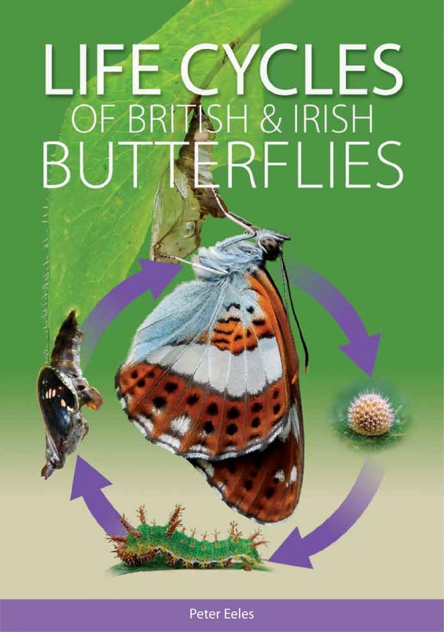 Life Cycles of British & Irish Butterflies