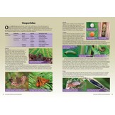 Life Cycles of British & Irish Butterflies