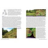 Life Cycles of British & Irish Butterflies