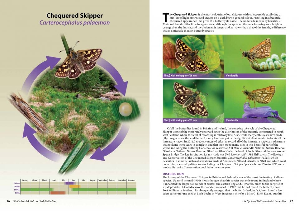 Life Cycles of British & Irish Butterflies