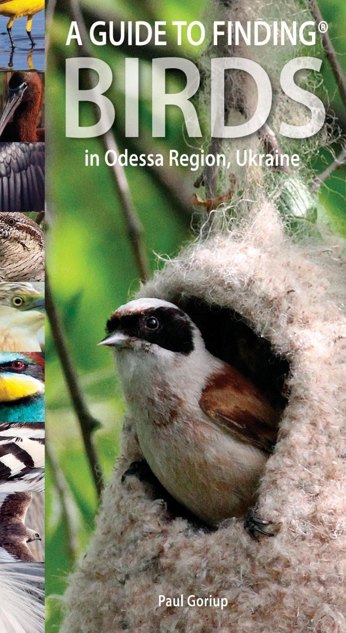 A Guide to Finding Birds in Odessa Region, Ukraine