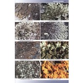 Lichens of St Helena