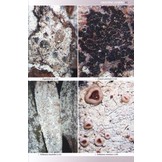 Lichens of St Helena