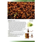 Mosses, Liverworts & Hornworts of Ascension Island