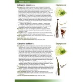 Mosses, Liverworts & Hornworts of Ascension Island