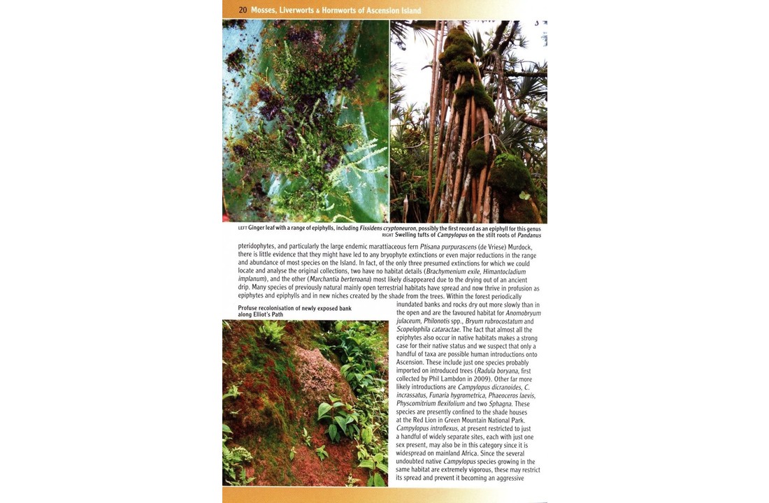 Mosses, Liverworts & Hornworts of Ascension Island