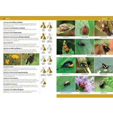 A Comprehensive Guide to Insects of Britain & Ireland