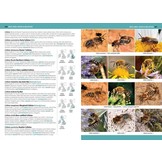 A Comprehensive Guide to Insects of Britain & Ireland
