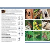 A Comprehensive Guide to Insects of Britain & Ireland