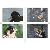 Vogelarten der Schweiz - Der Bestimmungsführer