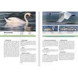 Vogelarten der Schweiz - Der Bestimmungsführer