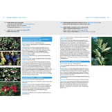 Alpenpflanzen einfach bestimmen - Schritt für Schritt Pflanzenarten der Alpen kennenlernen