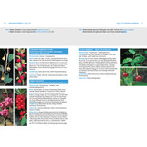 Alpenpflanzen einfach bestimmen - Schritt für Schritt Pflanzenarten der Alpen kennenlernen