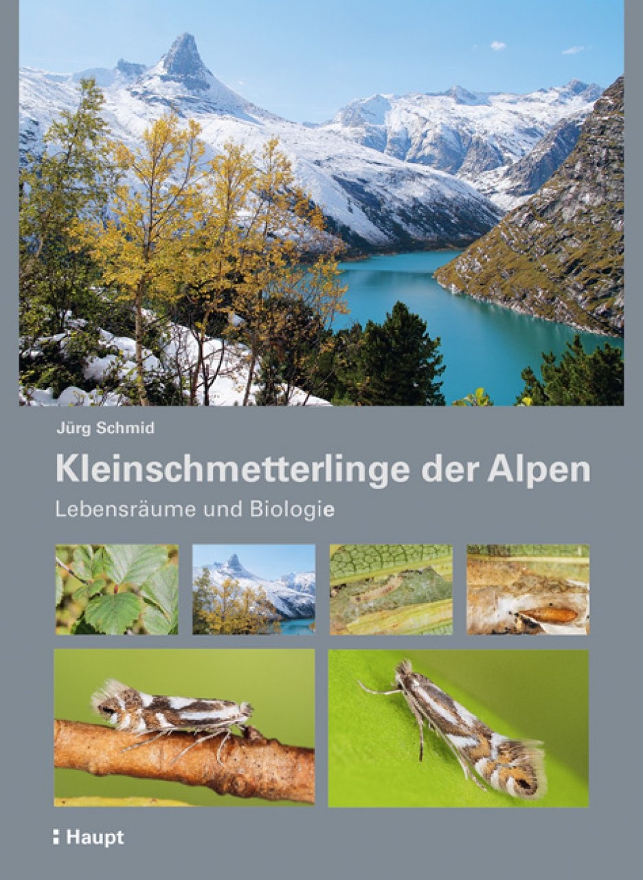 Kleinschmetterlinge der Alpen - Verbreitung - Lebensraum - Biologie