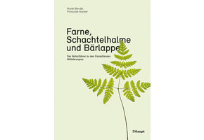 Farne, Schachtelhalme und Bärlappe