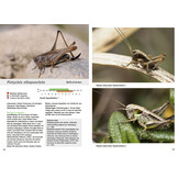 Jugendstadien der Heuschrecken der Schweiz