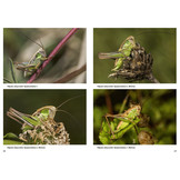 Jugendstadien der Heuschrecken der Schweiz