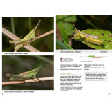 Jugendstadien der Heuschrecken der Schweiz