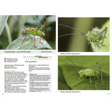 Jugendstadien der Heuschrecken der Schweiz