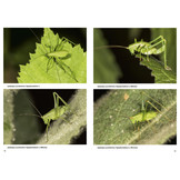 Jugendstadien der Heuschrecken der Schweiz