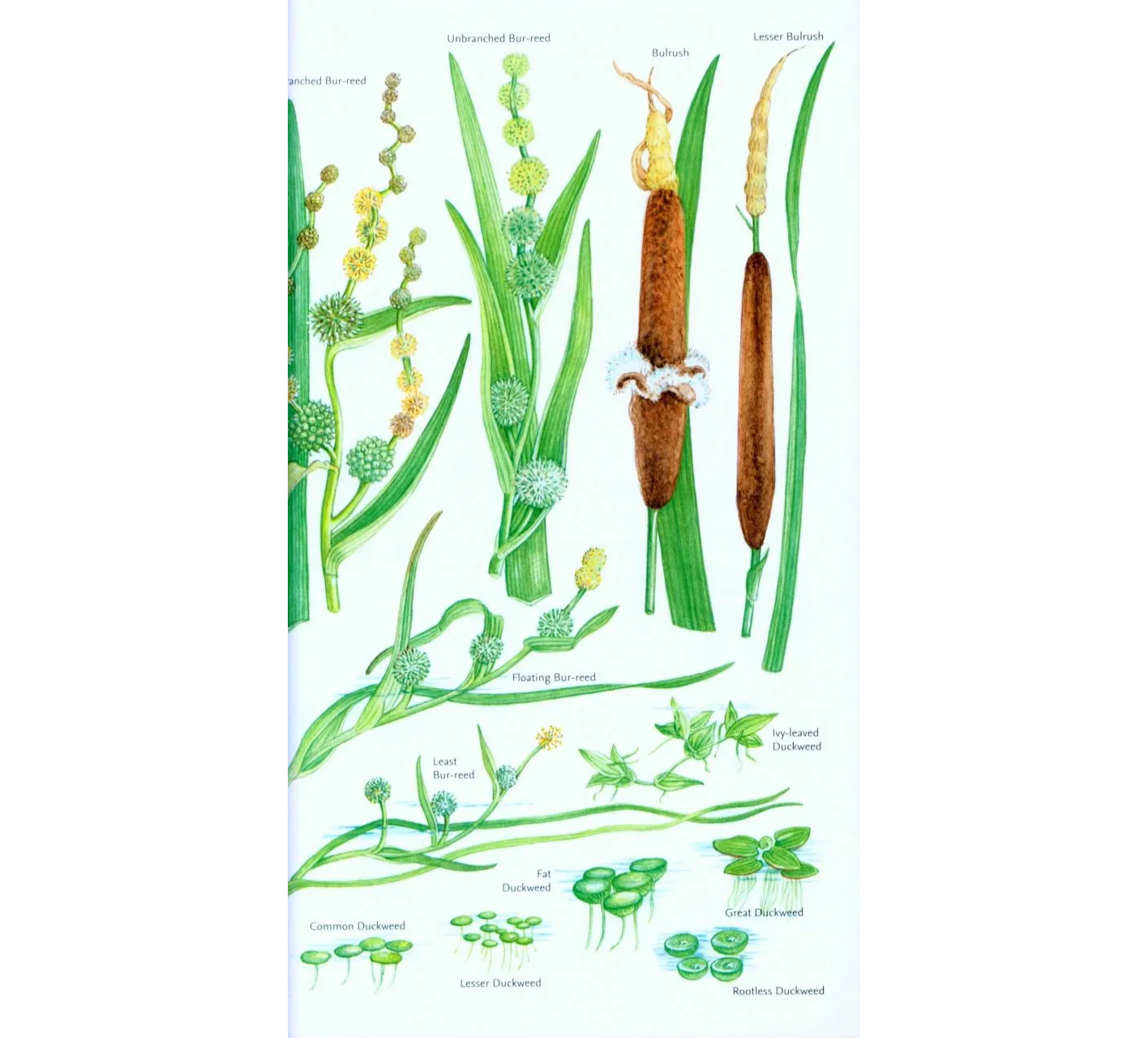 Freshwater Life of Britain and Northern Europe
