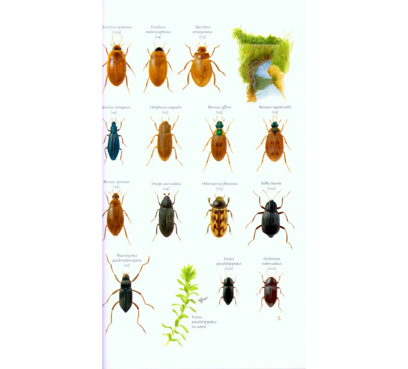 Freshwater Life of Britain and Northern Europe
