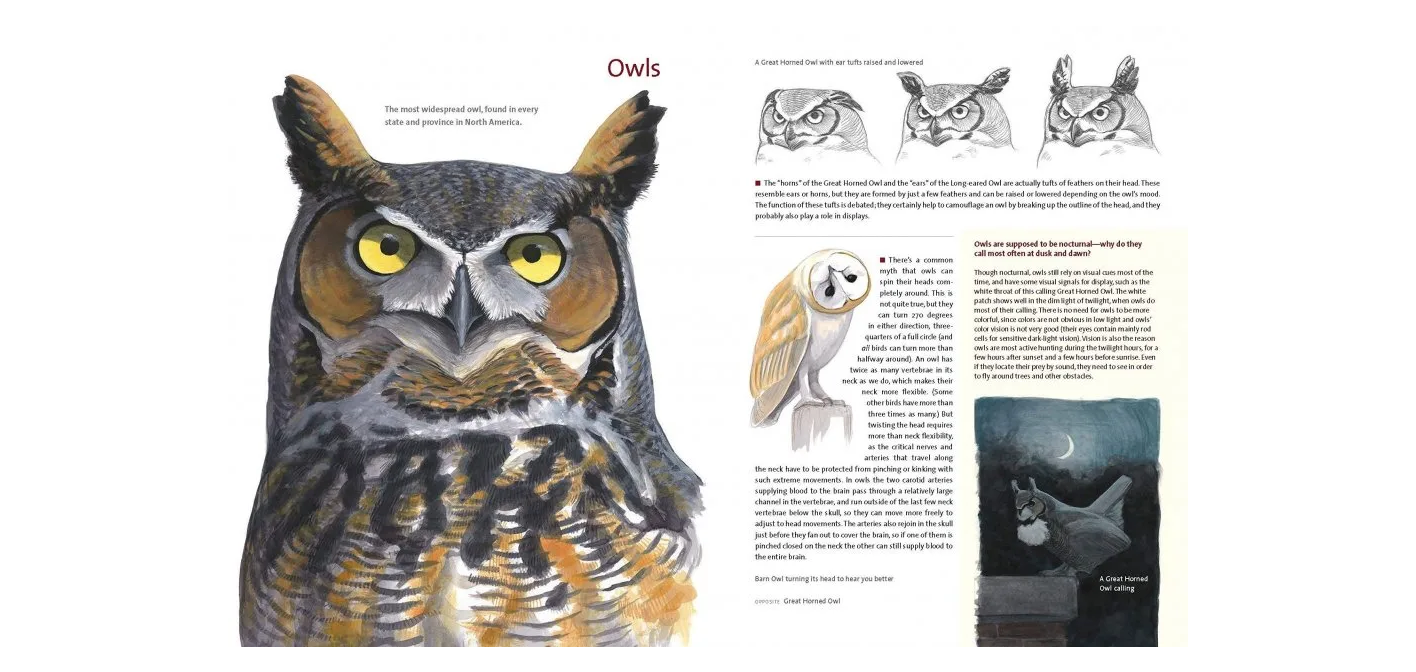 What It's Like to Be a Bird - From Flying to Nesting, Eating to Singing - What Birds are Doing, and Why?