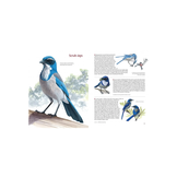 What It's Like to Be a Bird - From Flying to Nesting, Eating to Singing - What Birds are Doing, and Why?