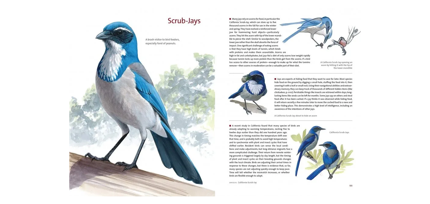 What It's Like to Be a Bird - From Flying to Nesting, Eating to Singing - What Birds are Doing, and Why?