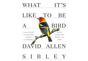 What It's Like to Be a Bird