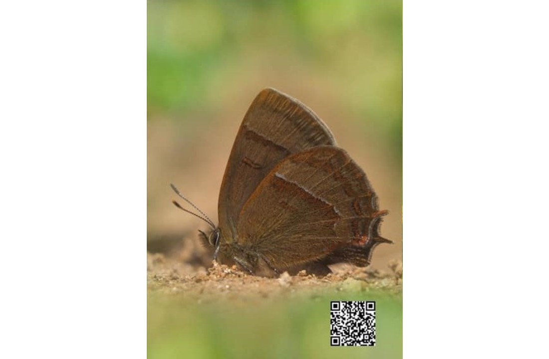 A Pictorial Field Guide to Birds and Butterflies of Bhutan