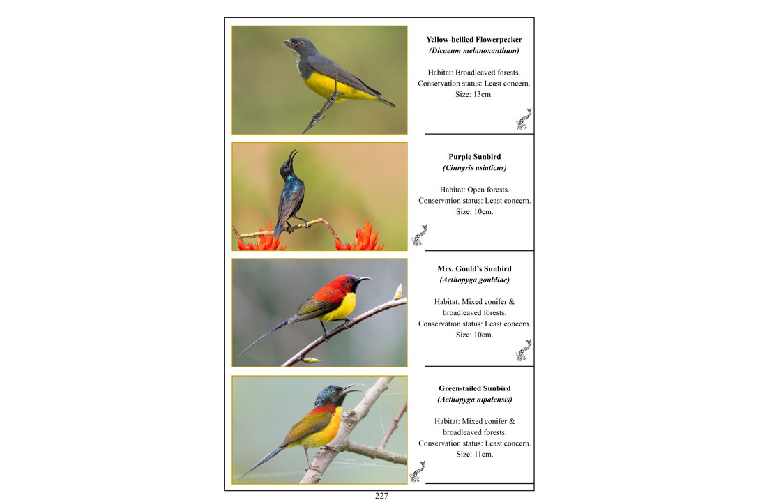 A Pictorial Field Guide to Birds and Butterflies of Bhutan