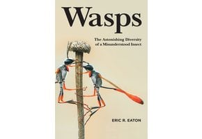 Wasps