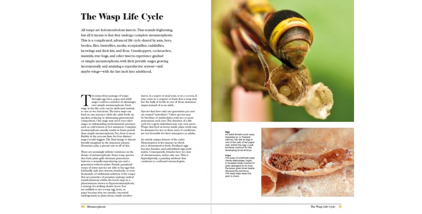Wasps - The Astonishing Diversity of a Misunderstood Insect