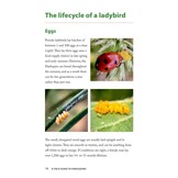A Field Guide to Harlequins and Other Common Ladybirds of Britain and Ireland