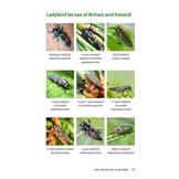 A Field Guide to Harlequins and Other Common Ladybirds of Britain and Ireland