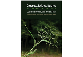 Grasses, Sedges, Rushes