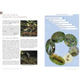 Dragonflies and Damselflies of Britain and Western Europe - A Photographic Guide