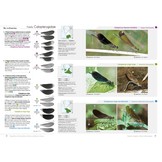 Dragonflies and Damselflies of Britain and Western Europe - A Photographic Guide