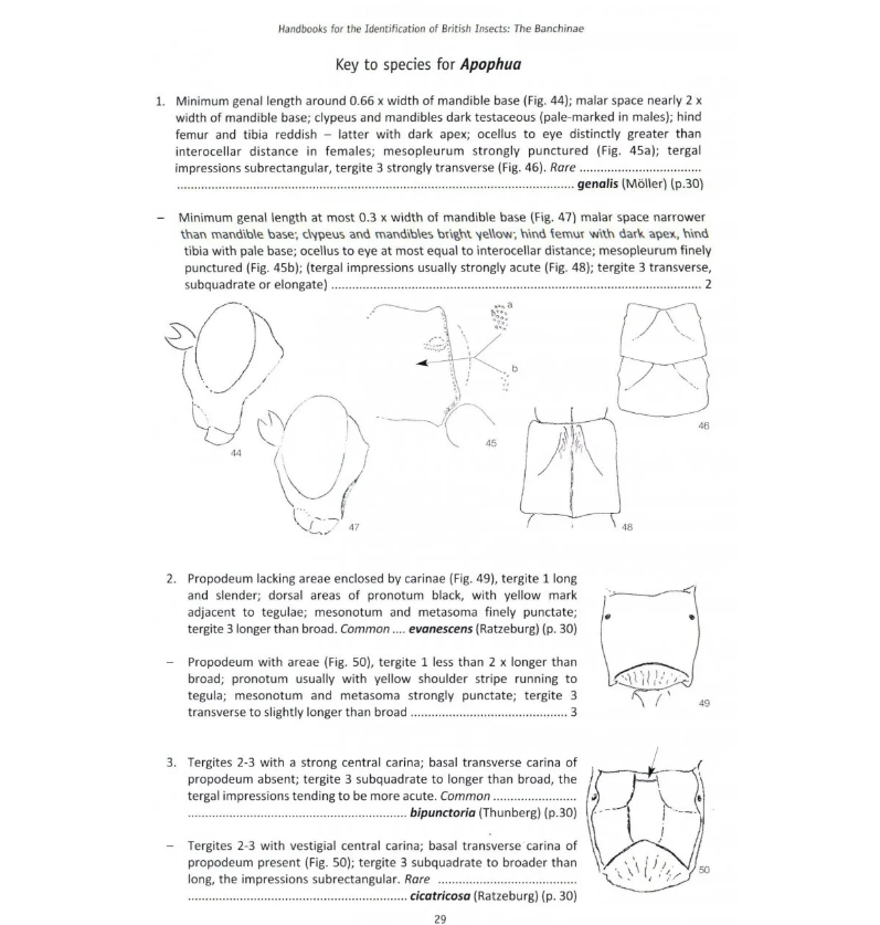 The Banchine Wasps (Ichneumonidae: Banchinae) of the British Isles